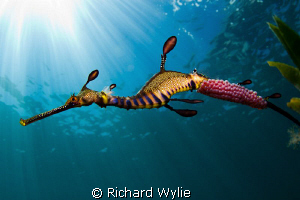 I feel that this photos is getting closer to what I am he... by Richard Wylie 